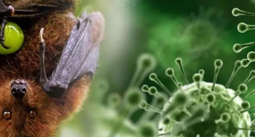 Sri Lanka investigates risk of Nipah virus